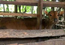 Produktivitas Sapi Lombok Timur Anjlok Akibat Cacingan Peternak Aikmel Alami Kerugian Besar Seekor sapi bali berwarna cokelat berdiri di dalam kandang tradisional yang terbuat dari kayu dan bambu. Sapi menatap ke arah kamera melalui celah pagar kandang.