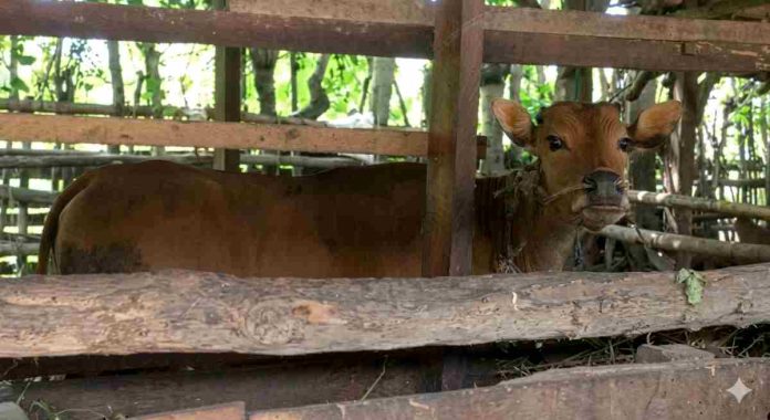 Seekor sapi bali berwarna cokelat berdiri di dalam kandang tradisional yang terbuat dari kayu dan bambu. Sapi menatap ke arah kamera melalui celah pagar kandang.