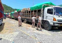 Sistem Pengiriman Ternak Sapi NTB 2026 Kini Lebih Tertata dan Terkendali Deretan truk tronton bermuatan sapi kurban mengantre di area parkir pelabuhan di bawah terik matahari. Tampak petugas berseragam dinas sedang memantau kondisi di lapangan.