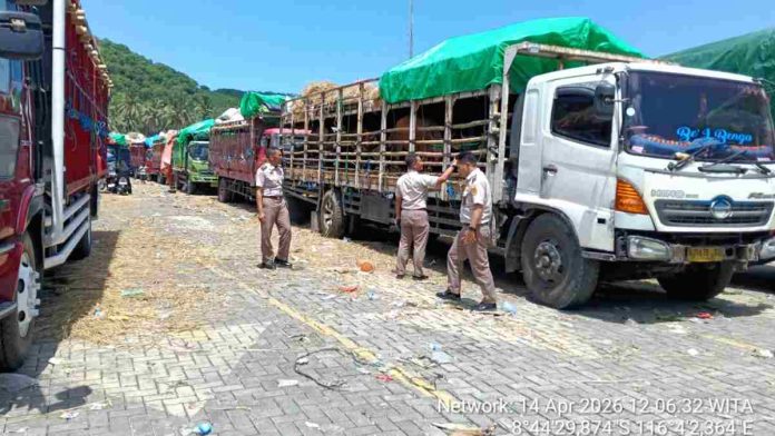 Antrean-Truk-Pengiriman-Sapi-Kurban-Pelabuhan-Lembar Deretan truk tronton bermuatan sapi kurban mengantre di area parkir pelabuhan di bawah terik matahari. Tampak petugas berseragam dinas sedang memantau kondisi di lapangan.