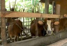 Lombok Timur Jadi Tumpuan Stok Kurban Regional, Populasi Tembus 130 Ribu Ekor Tiga ekor sapi cokelat dengan corak putih di bagian kepala berdiri di dalam kandang bambu tradisional sambil mengunyah rumput dari palung pakan kayu.