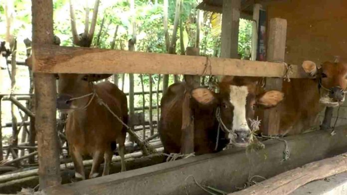 Tiga ekor sapi cokelat dengan corak putih di bagian kepala berdiri di dalam kandang bambu tradisional sambil mengunyah rumput dari palung pakan kayu.