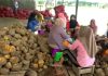 Dinas Perindustrian Lombok Timur Kejar Target PAD Rp 500 Juta Lewat Porang Foto suasana di dalam hanggar produksi terbuka. Sekelompok wanita duduk berkelompok di atas bangku kecil, sedang membersihkan dan mengupas tumpukan besar umbi porang cokelat di lantai.