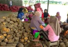Dinas Perindustrian Lombok Timur Kejar Target PAD Rp 500 Juta Lewat Porang Foto suasana di dalam hanggar produksi terbuka. Sekelompok wanita duduk berkelompok di atas bangku kecil, sedang membersihkan dan mengupas tumpukan besar umbi porang cokelat di lantai.