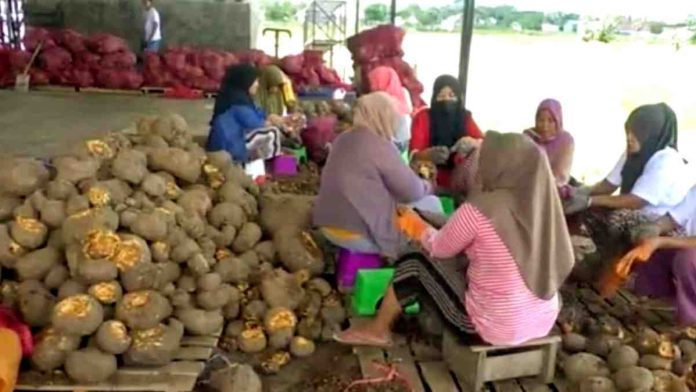 Foto suasana di dalam hanggar produksi terbuka. Sekelompok wanita duduk berkelompok di atas bangku kecil, sedang membersihkan dan mengupas tumpukan besar umbi porang cokelat di lantai.