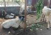 Stok Kambing Kurban Langka di Lombok Timur Picu Kenaikan Harga