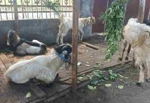 Stok Kambing Kurban Langka di Lombok Timur Picu Kenaikan Harga