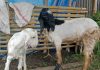 Stok Melimpah Harga Kambing Kurban di Lombok Timur Merosot Tajam