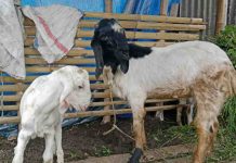 Stok Melimpah Harga Kambing Kurban di Lombok Timur Merosot Tajam