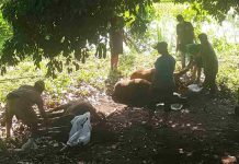 Swadaya Rp2.000 Per Hari, Warga Otak Desa Sukses Kurban Tiga Sapi