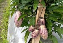 Petani Sembalun Lombok Timur Sukses Budidaya Melon Pepino Amerika Selatan