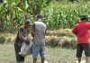 Lahan Pertanian Lombok Timur Aman untuk Pasokan Pangan 35 Tahun ke Depan Tiga orang petani sedang beraktivitas di sawah, satu orang menggendong karung putih besar dan dua lainnya berdiri di tengah tanaman jagung yang hijau.