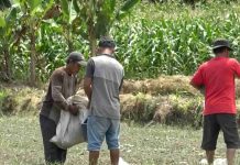 Lahan Pertanian Lombok Timur Aman untuk Pasokan Pangan 35 Tahun ke Depan Tiga orang petani sedang beraktivitas di sawah, satu orang menggendong karung putih besar dan dua lainnya berdiri di tengah tanaman jagung yang hijau.