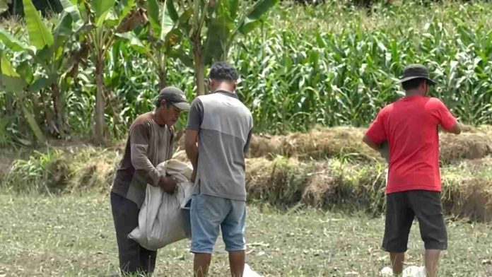 Tiga orang petani sedang beraktivitas di sawah, satu orang menggendong karung putih besar dan dua lainnya berdiri di tengah tanaman jagung yang hijau.