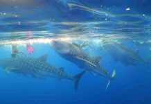 Jaga Ekosistem Hiu Paus, Teluk Saleh Diarahkan Jadi Destinasi Wisata Berbasis Lingkungan Tiga ekor hiu paus berukuran besar sedang berenang di permukaan air laut biru yang jernih, didampingi oleh beberapa penyelam manusia di sekitarnya di perairan Teluk Saleh.