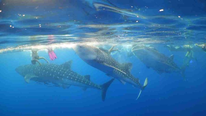 Tiga ekor hiu paus berukuran besar sedang berenang di permukaan air laut biru yang jernih, didampingi oleh beberapa penyelam manusia di sekitarnya di perairan Teluk Saleh.