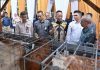 Bank NTB Syariah Salurkan Bantuan Ayam Petelur Dukung Program Desa Berdaya