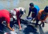 BUMDes Bareng Mele Panen Nila, Desa Masbagik Utara Baru Sasar Pasar Bali Hingga Dapur Program MBG